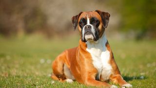 Boxer dog sitting in the field