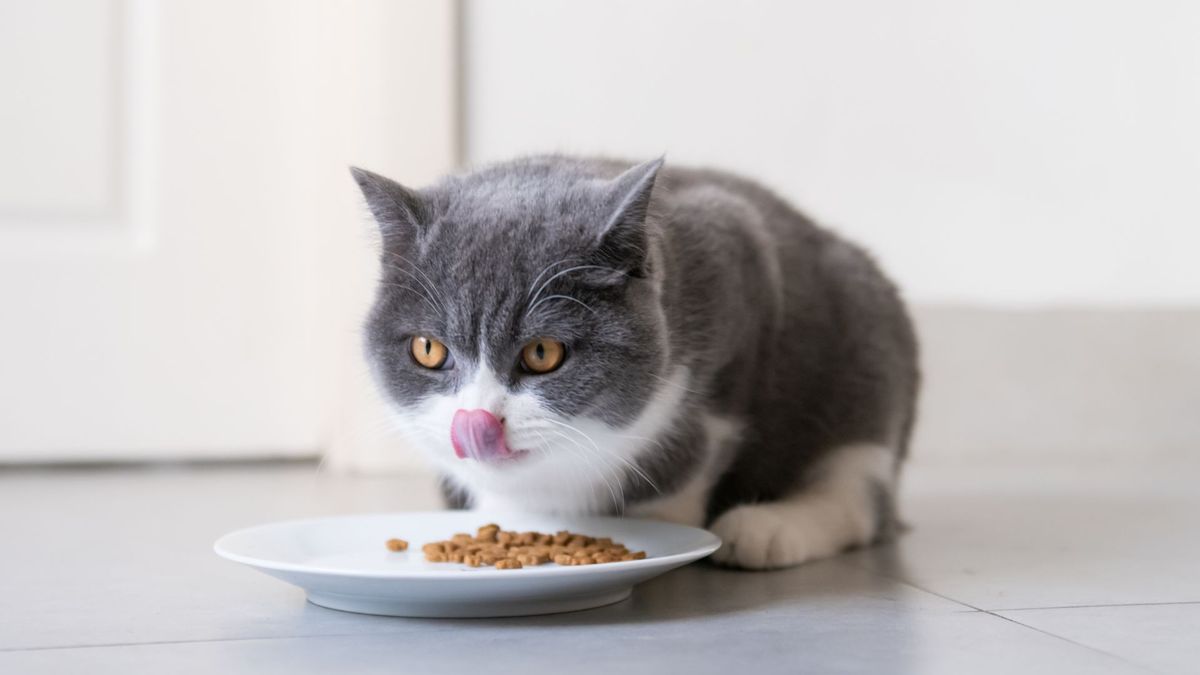 Grey and white cat licking its lips after eating the best cat food for senior cats