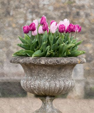 spring container ideas stone urn planted with pink tulips