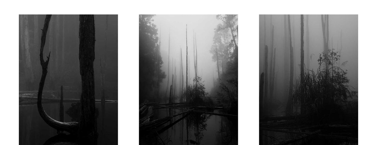 A triptych of monochrome images of thin trees silhouetted in fog