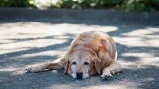 at risk dog breeds in hot weather