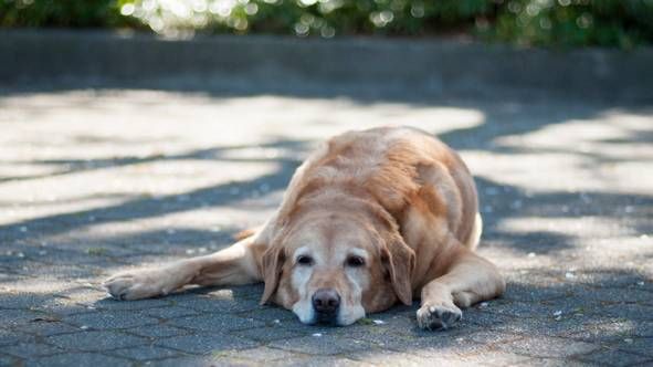 how to avoid dog heatstroke