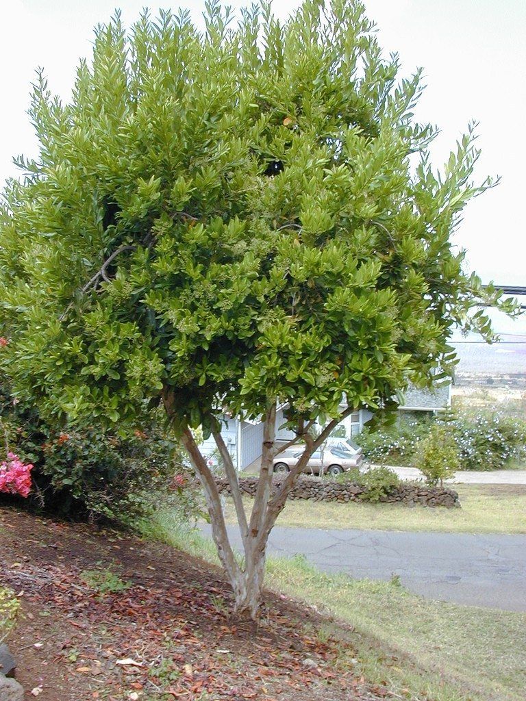 Pimienta Dioica Tree