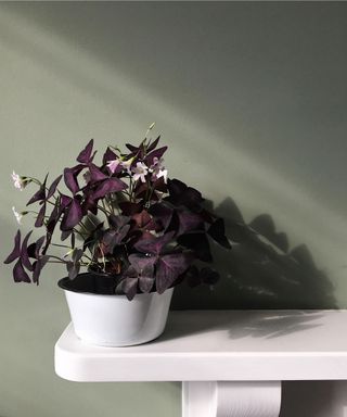 purple Oxalis triangularis houseplant