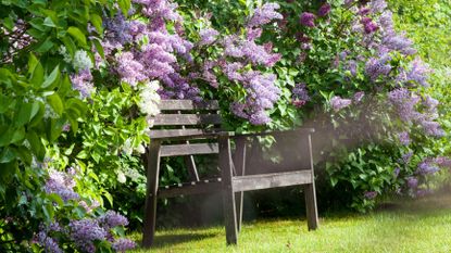 what to plant in october lilac bushes around a wooden garden chair