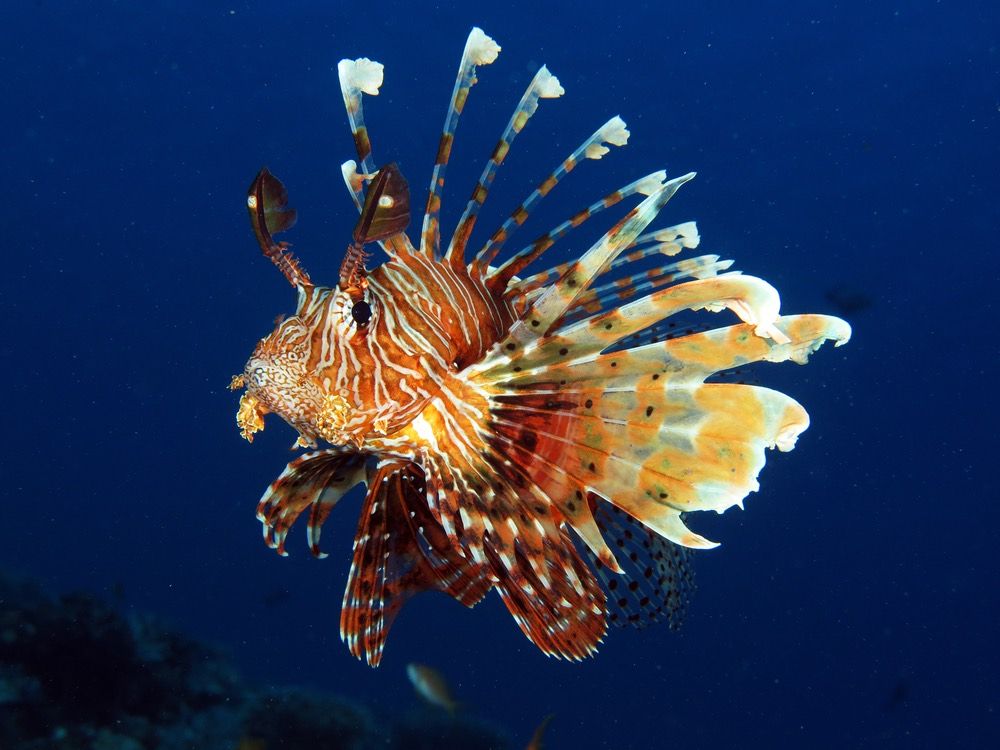 Lionfish, which have no natural predators in the Atlantic, threaten reef systems by preying on fish that clean the reef and keep it healthy.