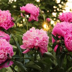 pink blooming peonies 