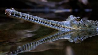 Gharial: The prehistoric crocodilian that buzzes and blows bubbles to discover a mate