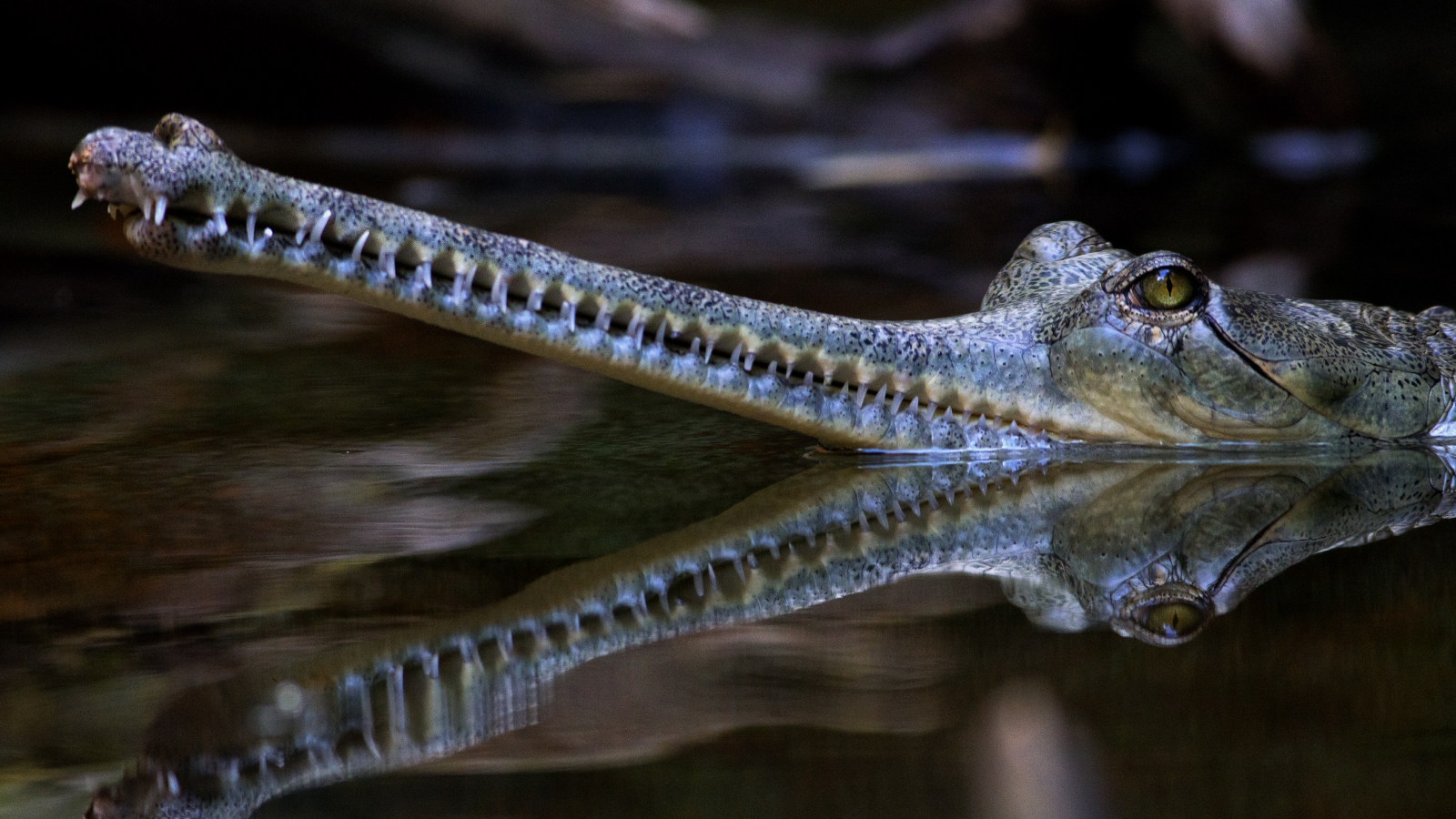 Gavialul (Gavialis gangeticus), cunoscut și sub numele de gavial, și crocodilul mâncător de pește, cu capul deasupra apei.