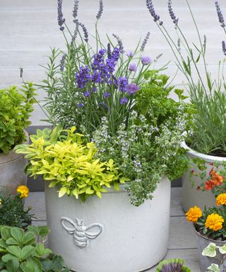 garden planter filled with a selection of herbs