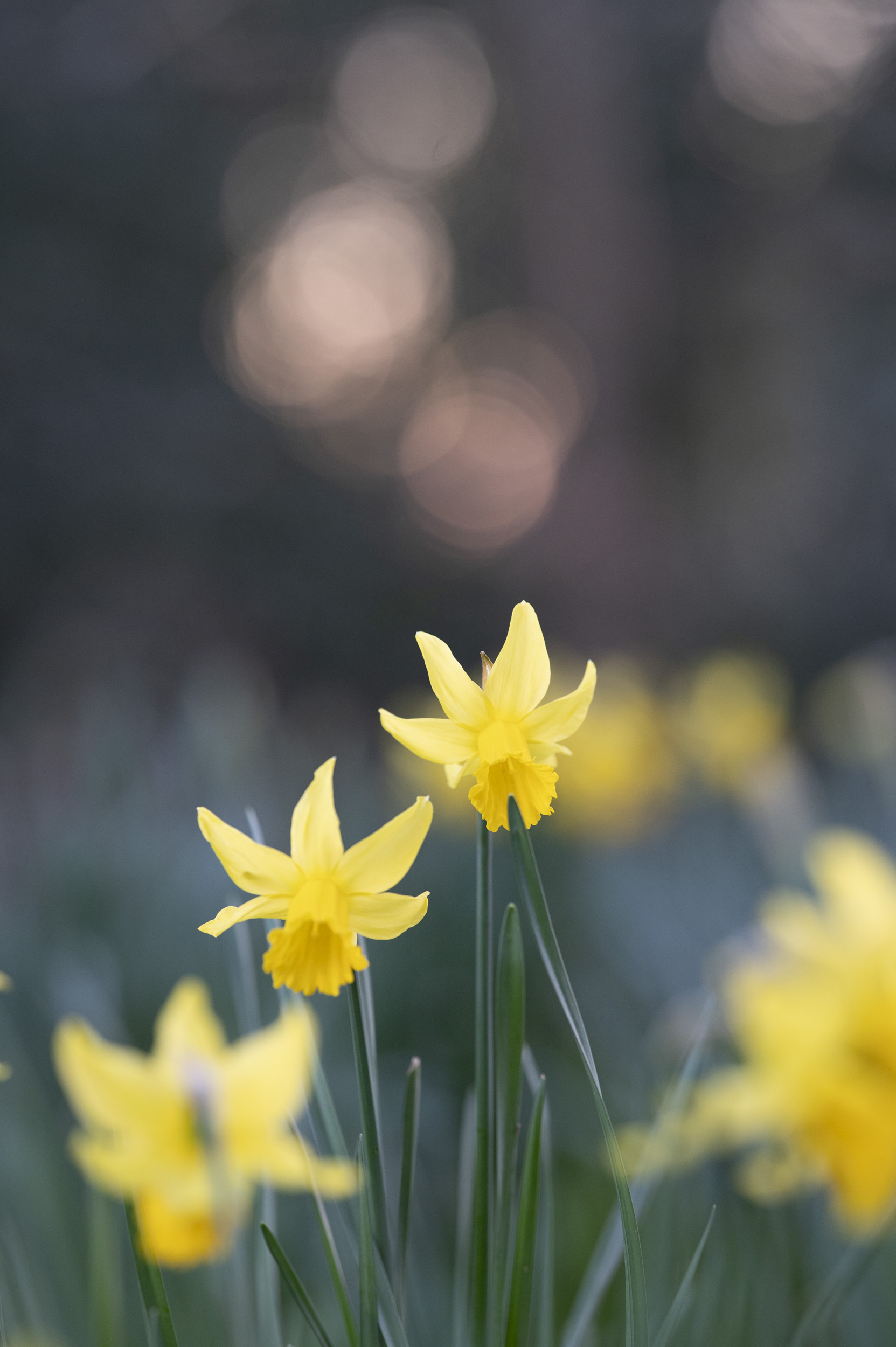 Golden hour daffodils with spotted light in the background