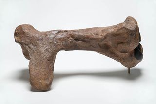This humerus, or upper arm bone, belonged to <i>Quetzalcoatlus northropi</i>.