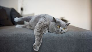 A bored cat lying on a sofa