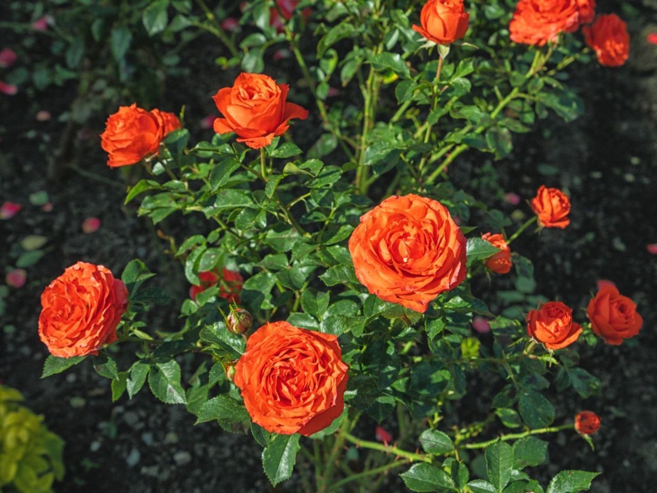 Orange Rose Bush