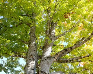 green canopy and foliage of a red oak tree