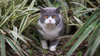 10 environmentally friendly cat products: Close up of British Shorthair in long grass