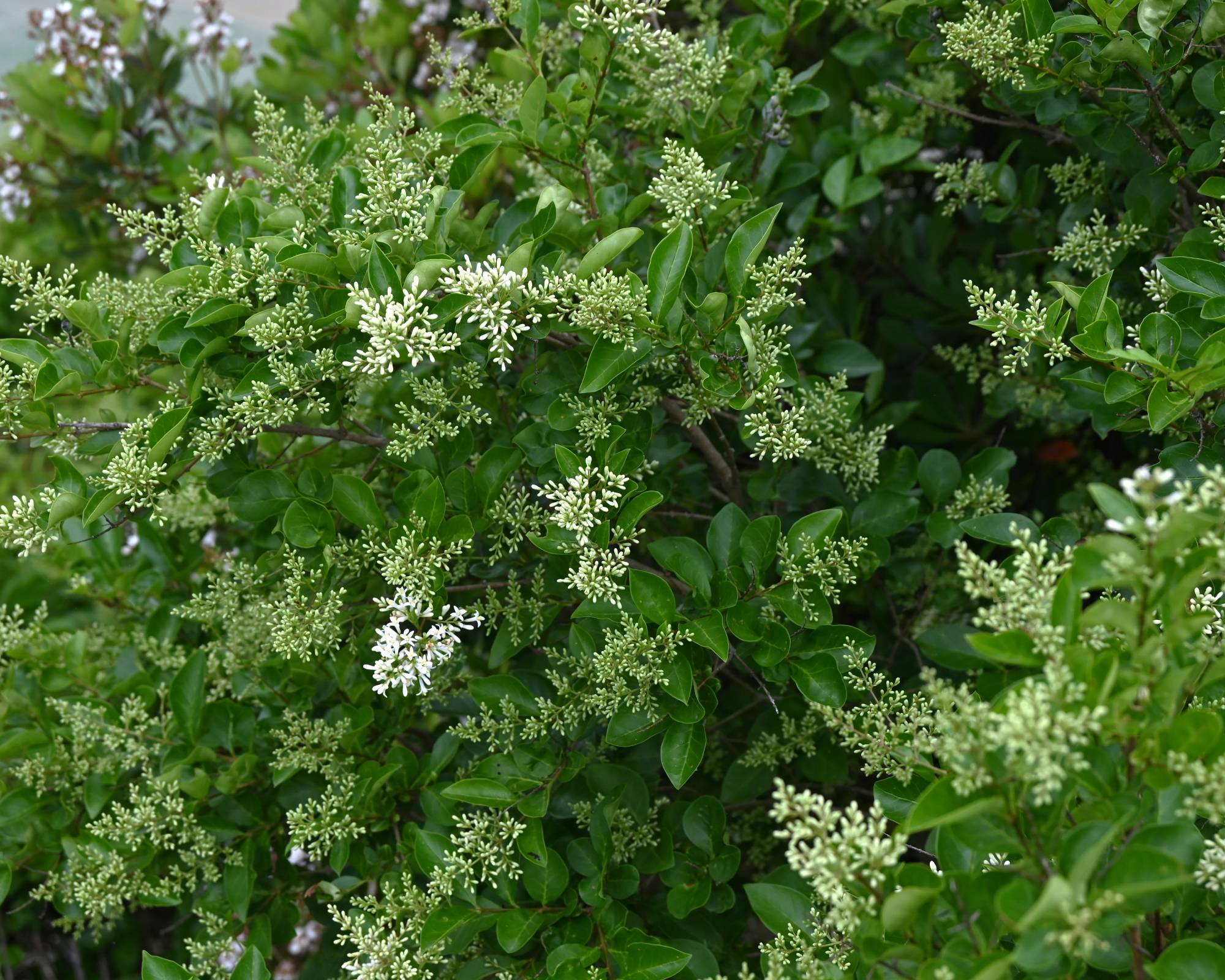 Wax leaf privet or Japanese privet, Ligustrum japonicum