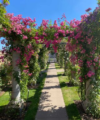 pink roses growing on overhead structure over path