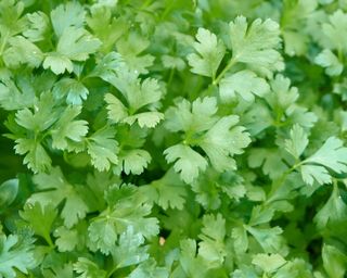 Parsley herb leaves