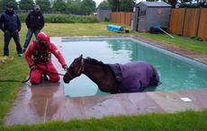 Polo pony rescued from swimming pool