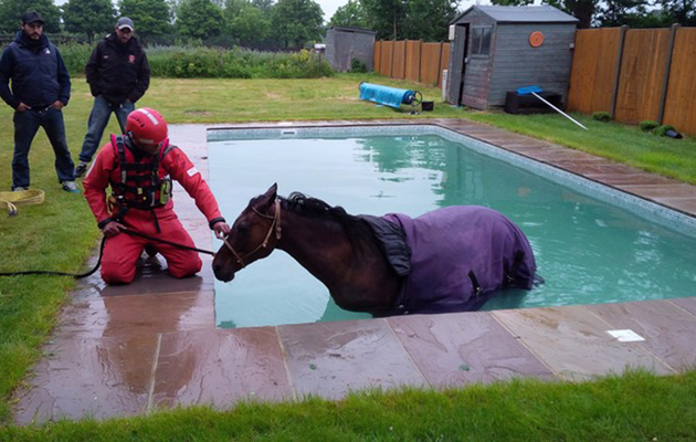Polo pony rescued from swimming pool