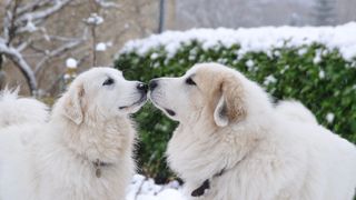 wo Great Pyrenees greet each other with their noses while the snow falls around them