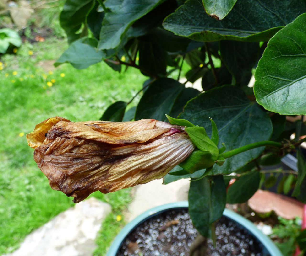 Wilted Hibiscus Flower