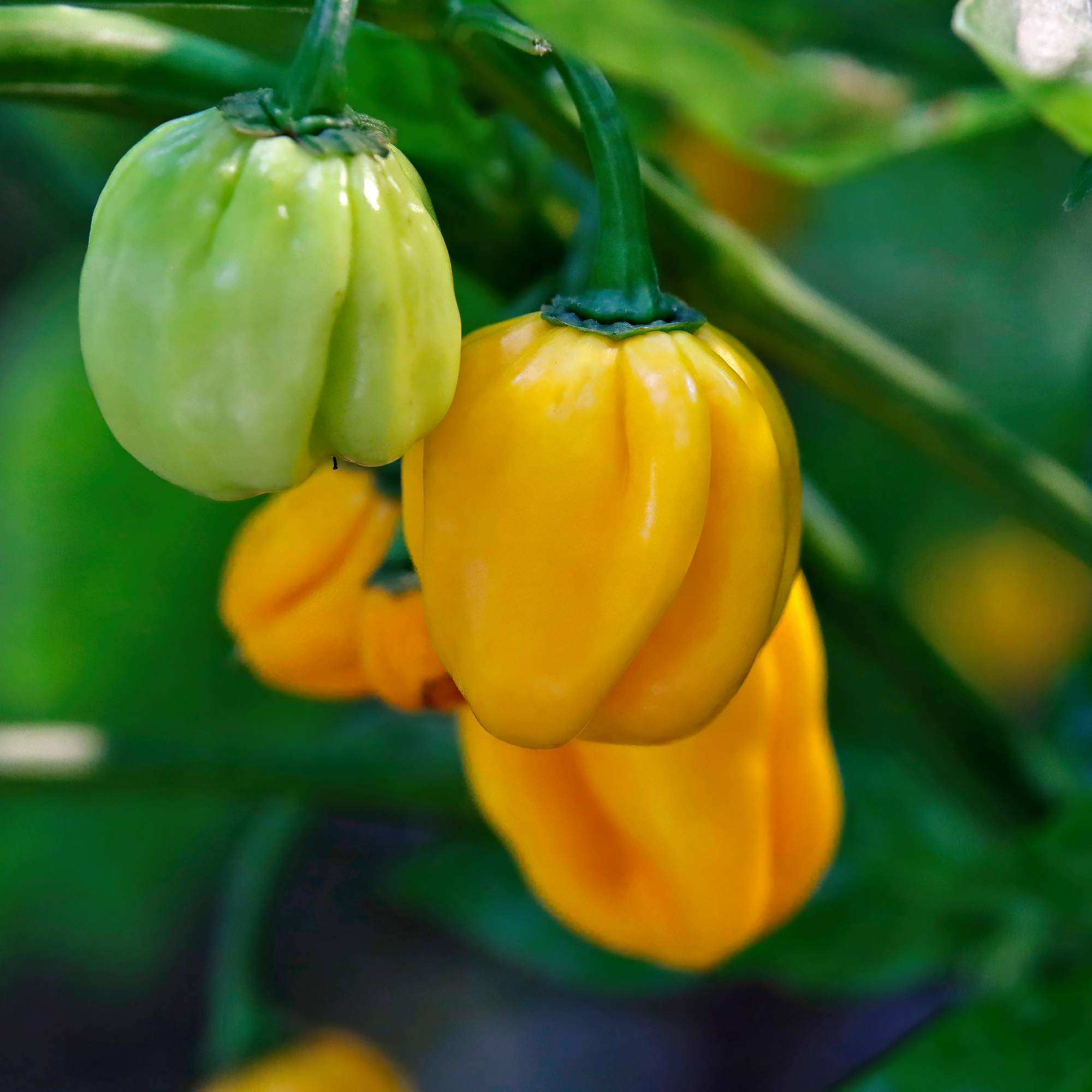 Habenero peppers on a plant