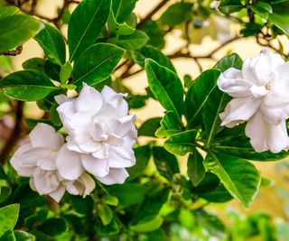 white gardenias in flower