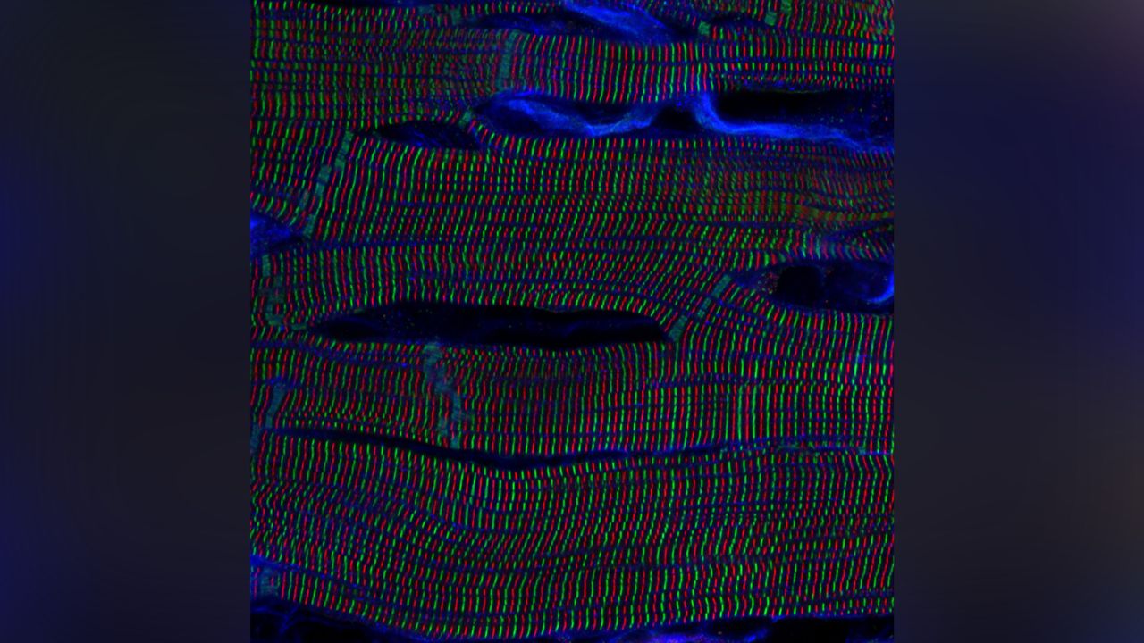 Microscopic image of rat heart cells.