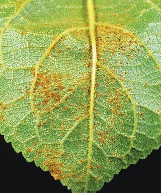 evidence of plum rust on young plum leaf