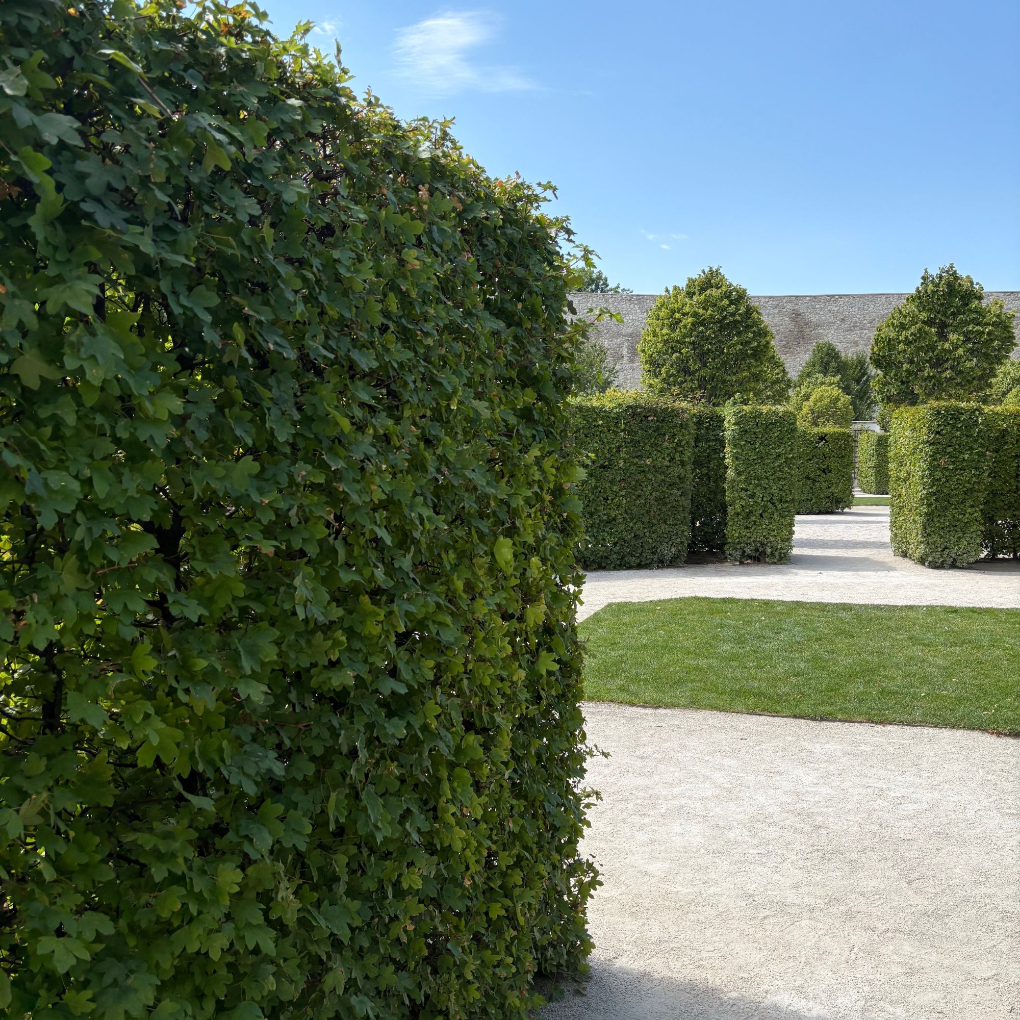 Field maple (Acer campestre) hedging in Bratislava Castle's Baroque Gardens
