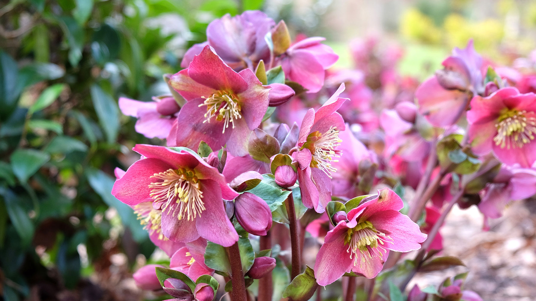 Hellebore 'Ice N' Roses Red