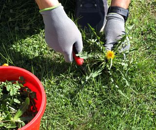 Gardener wearing gloves removing dandelion weeds from his lawn with a tool and placing in a red bucket