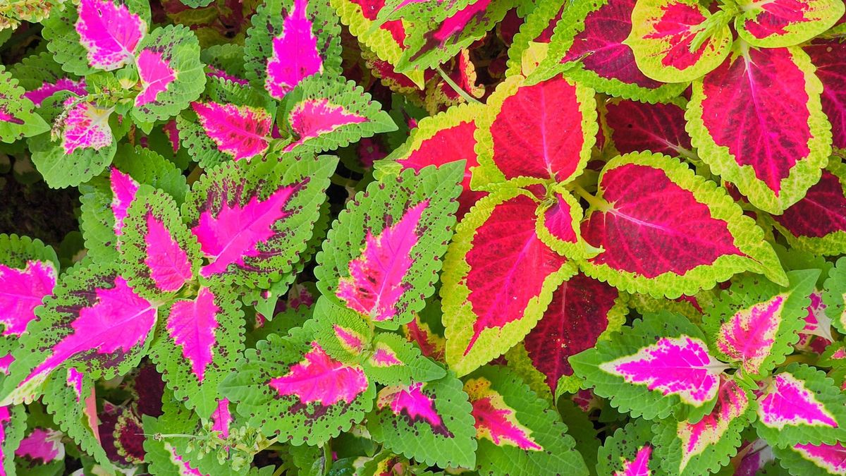 Growing Coleus Indoors This Fall – For Easy Color You Can Overwinter and Propagate for Next Year