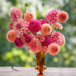 Dahlia arrangement of pink and peach dahlias in vase by Milli Proust for Sarah Raven's dahlia Collective