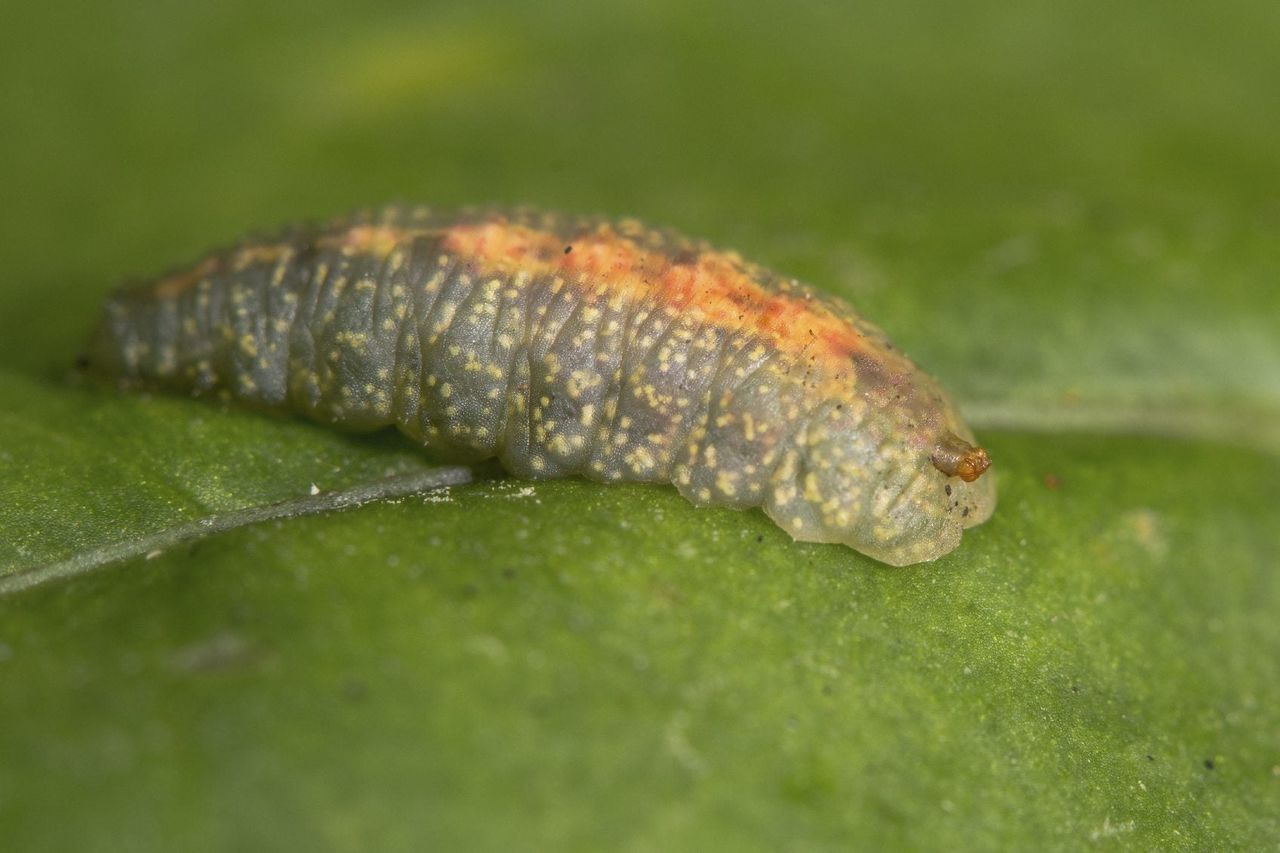 hoverfly larva