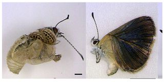 Deformed butterflies near the Fukushima nuclear disaster