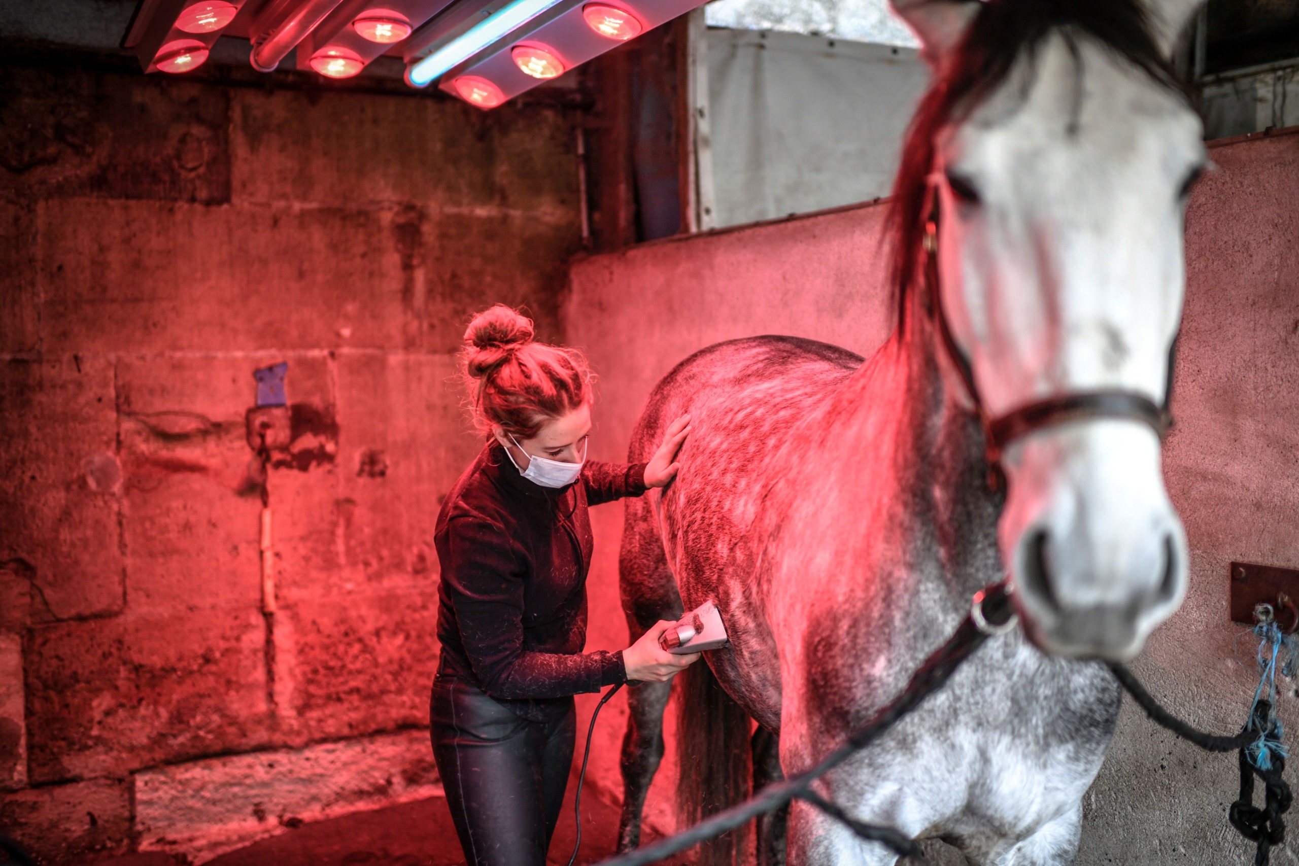 Groom clipping a horse under solarium lights
