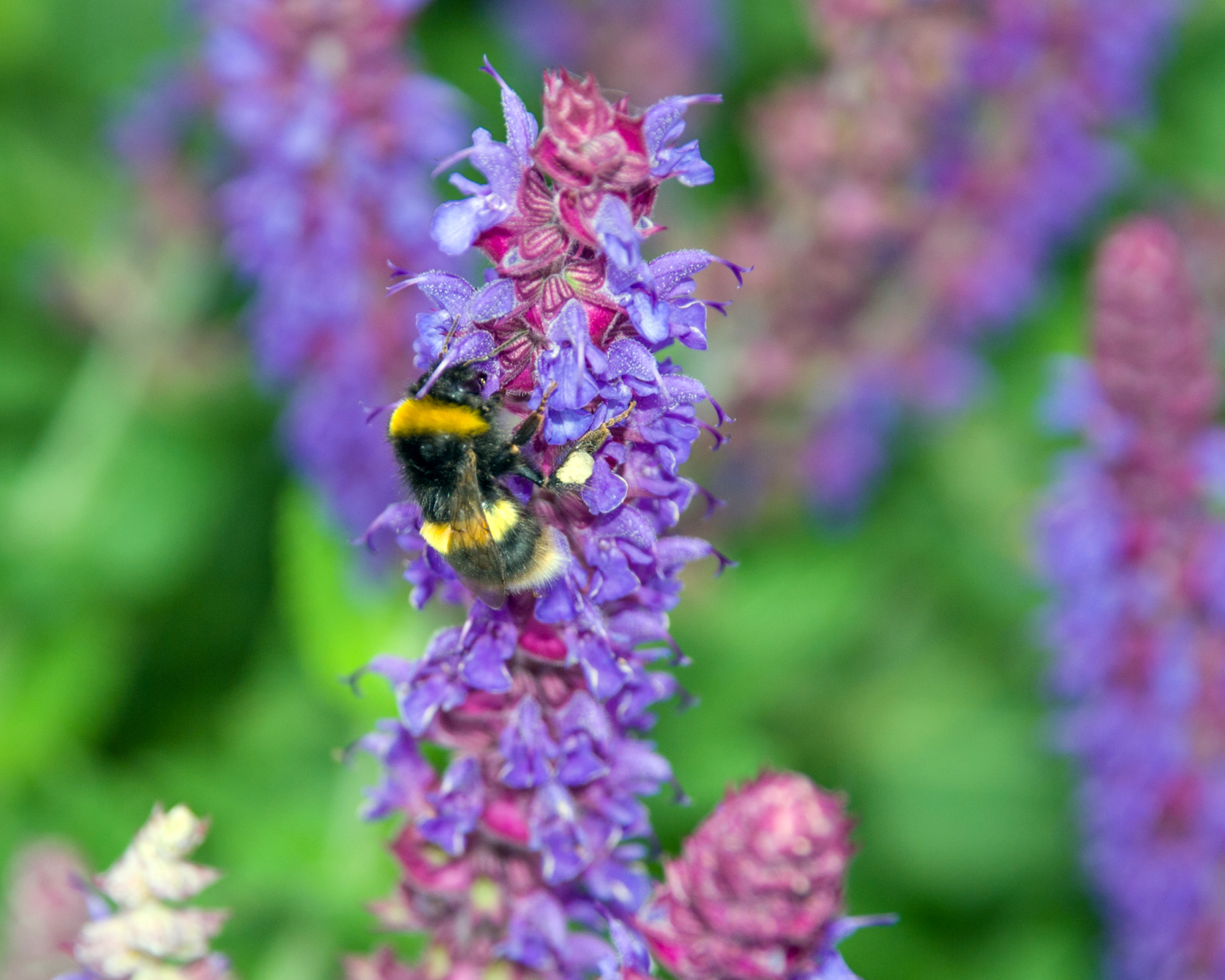 Bumblebee on Salvia May Night