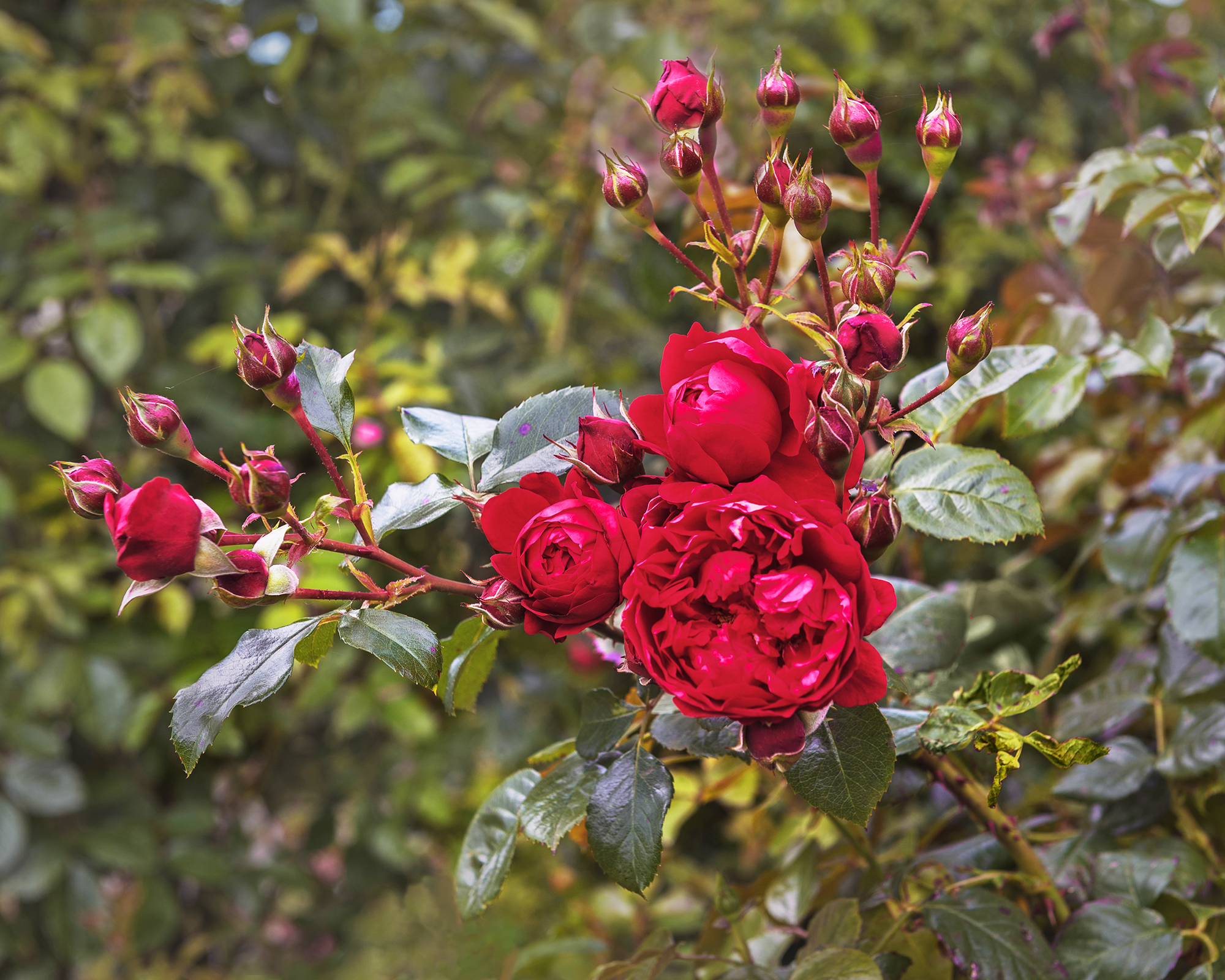 Florentina climbing rose