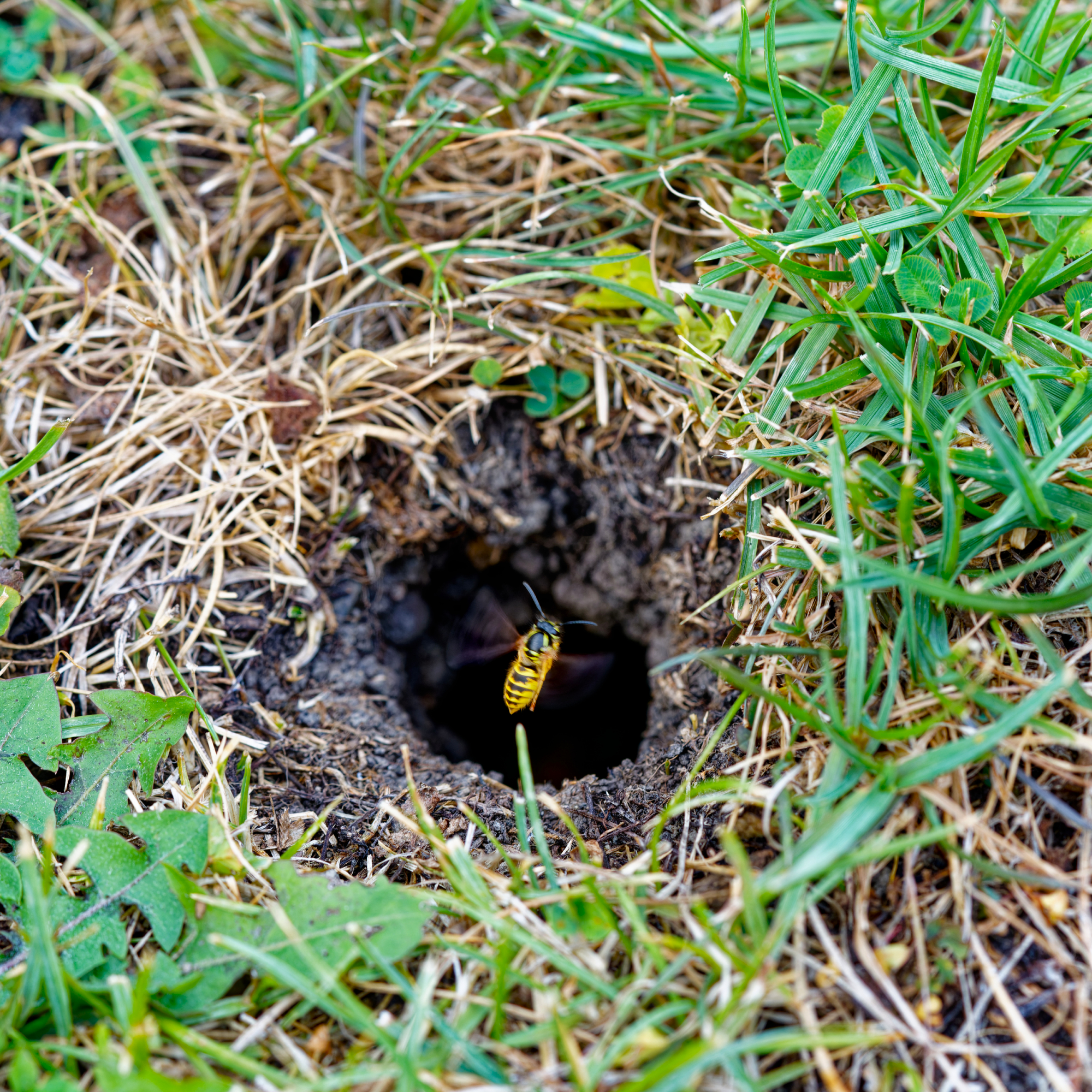 yellowjacket wasp flying into underground nest hole