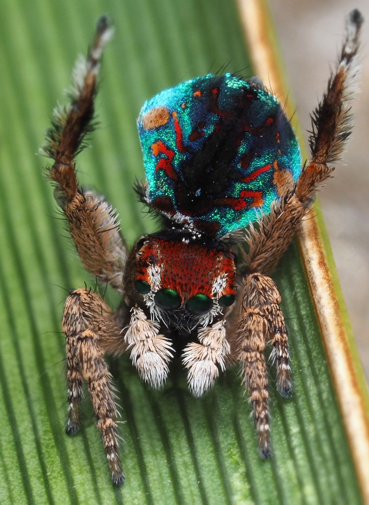 The peacock spider Maratus laurenae