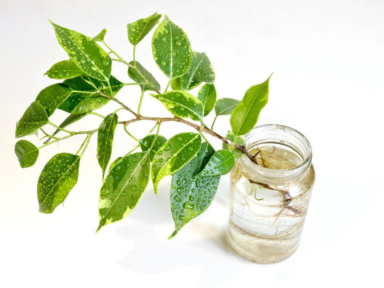 Tree Branch Twig Potted In A Jar Of Water