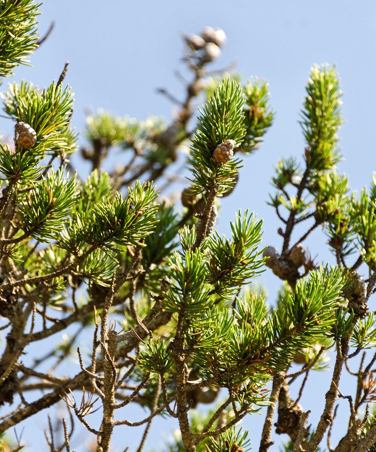 Best pine trees to grow 11 choices for yards of all sizes Gardeningetc