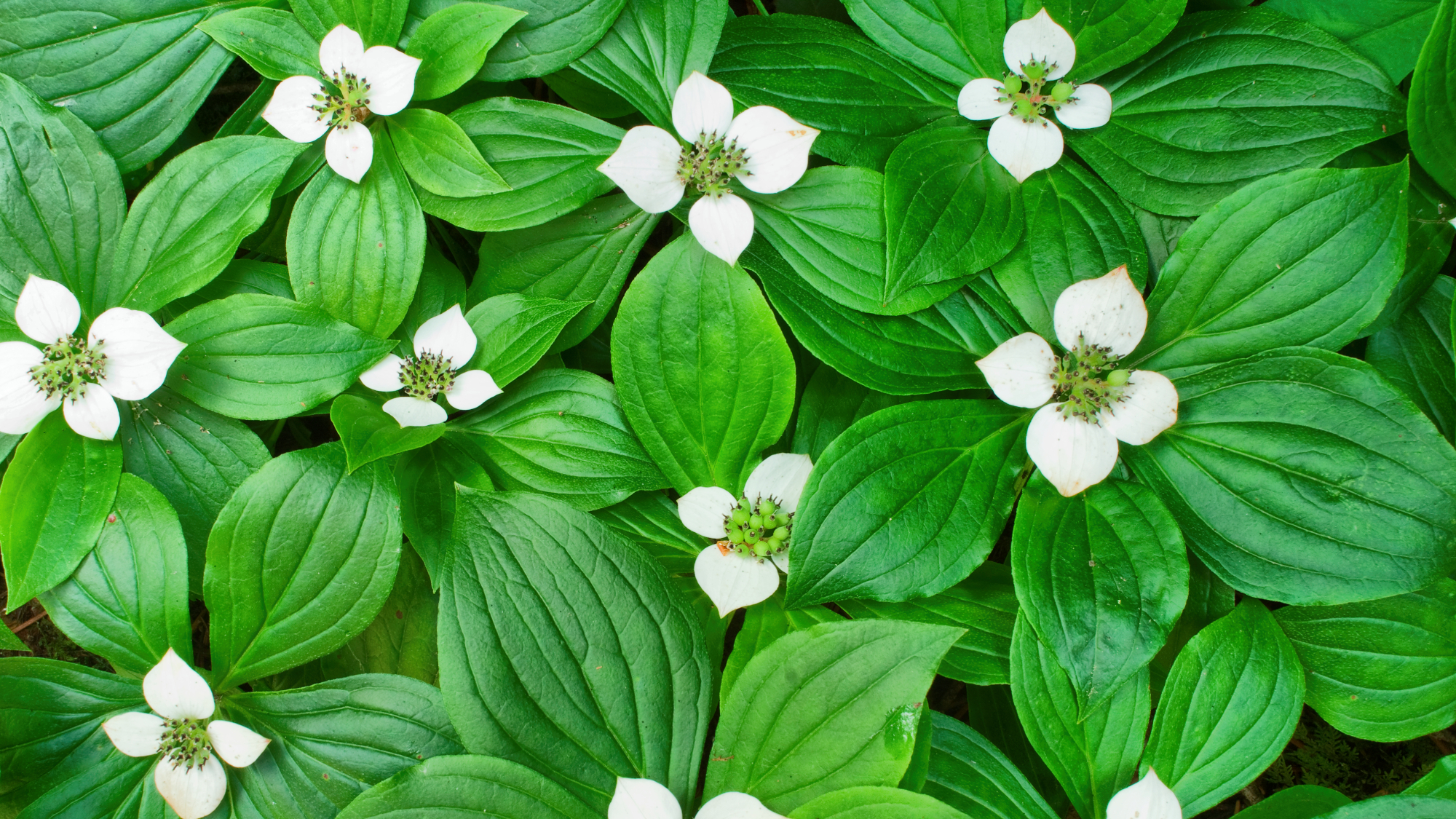 bunchberry plants from above