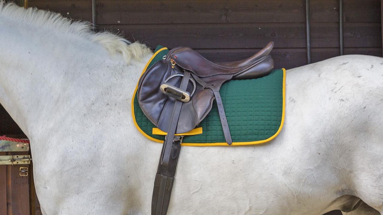 Thermatex quilted saddlecloth review