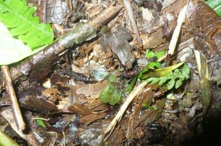 The newly discovered frog N. madreselva lives among the dead leaves on the floor of the Andean cloud forest in Peru.