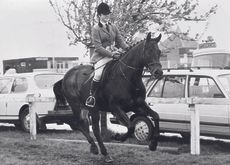 The Ryder-Phillips&rsquo; Young Dragonara was a phenomonially successful 15hh working hunter pony of his era.