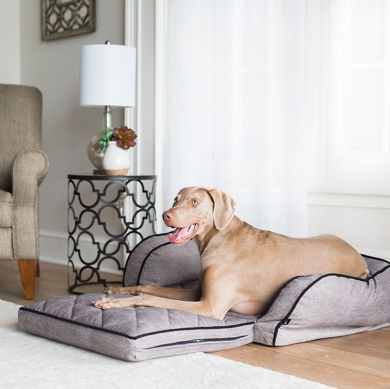 Duchess Sleeper Sofa Dog Bed